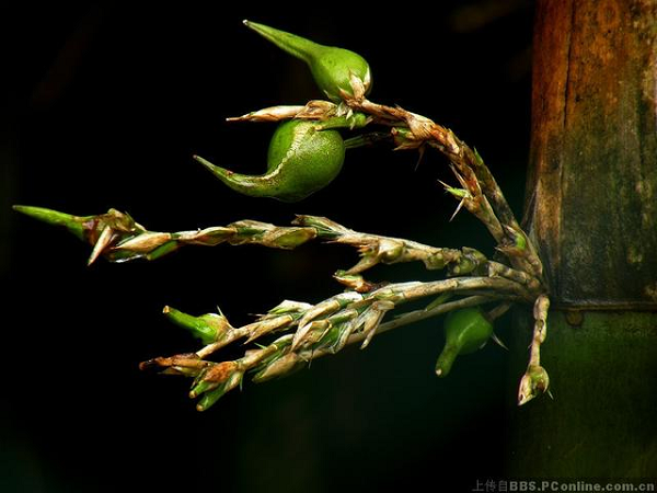Ông cũng bác bỏ việc cho rằng, tre hay nứa ra quả có thể liên quan đến hạn hán, đói kém.