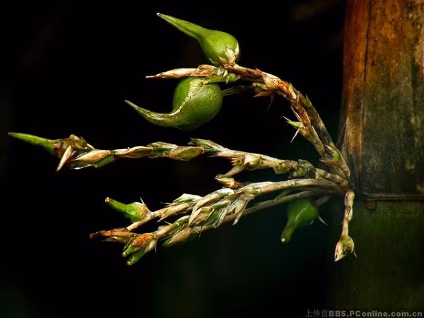 Ông cũng bác bỏ việc cho rằng, tre hay nứa ra quả có thể liên quan đến hạn hán, đói kém.