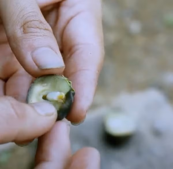 "Trước đây, chúng tôi cũng đã gặp trường hợp tre, nứa ra quả nhưng chu kỳ ra quả rất lâu và thường việc ra quả chỉ diễn ra trong một quần thể hẹp, đồng thời, nó báo hiệu cho những cây này đã già, sắp chết", PGS Sinh cho biết thêm.