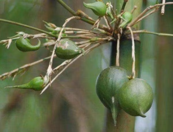 Mo nứa có lông màu trắng mịn. Mép mo ở trên có lông cao 0.1cm và dày. Bẹ mo có đáy dưới rộng 32-34cm, cao 22-24cm, đáy rộng 7-8cm. Phiên mo mác hẹp, nhọn đầu, rộng 2.2.2.4cm, cao7.5cm – 9cm.