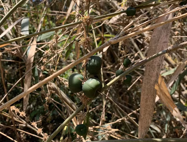 Loài cây này cũng ra hoa màu vàng nhạt, nhị hoa mang bao phấn thì có màu vàng tươi, chúng mọc thành chùm nhỏ bao hoa không phát triển. Quả của chúng mọc trên những nhánh nhỏ của cây.