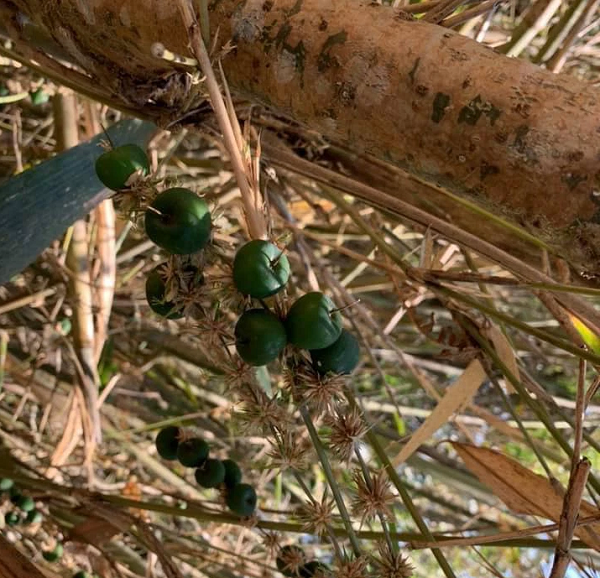 Tuy nhiên, không giống với các cây thực vật khác, tre hay nứa thường có chu kỳ ra quả rất lâu nhưng không đến trăm năm và thường trong một quần thể hẹp.