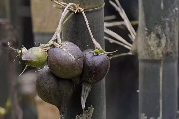 Nứa thường mọc hoang trong rừng tự nhiên, thường sống ở độ cao 100m – 700m so với mực nước biển. Trong khoảng 70 loài nứa trên thế giới thì ở nước ta có 3 loại phổ biến nhất là nứa lá to, nứa lá nhỏ và nứa tép.