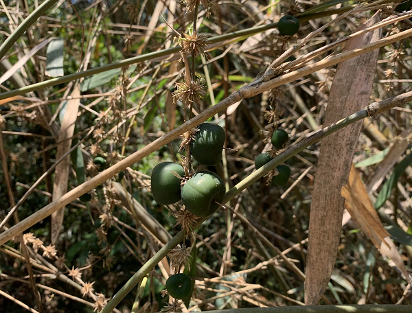 Loài cây này cũng ra hoa màu vàng nhạt, nhị hoa mang bao phấn thì có màu vàng tươi, chúng mọc thành chùm nhỏ bao hoa không phát triển. Quả của chúng mọc trên những nhánh nhỏ của cây.