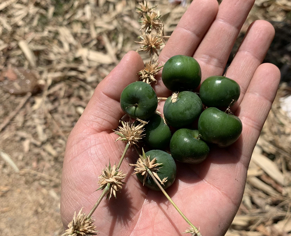 Cây nứa mọc thành từng cụm. Thân cao khoảng 12cm – 15m. Đường kính thân khoảng 10cm, thân có nhiều lóng. Chiều dài mỗi lóng từ 30cm – 90cm. Vách mỏng 0.2cm – 0.6cm.