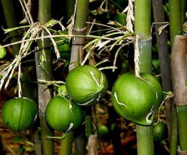 Còn PGS.TS Nguyễn Văn Sinh, Phó trưởng phòng sinh thái thực vật, Viện sinh thái và tài nguyên môi trường cũng cho rằng, tre hay nứa ra hoa, quả là điều bình thường.