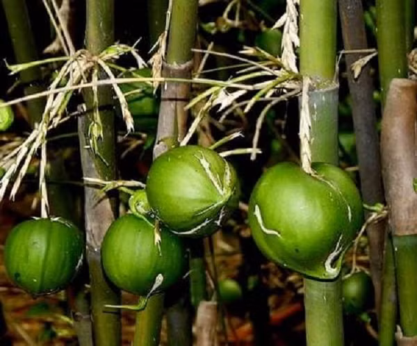 Còn PGS.TS Nguyễn Văn Sinh, Phó trưởng phòng sinh thái thực vật, Viện sinh thái và tài nguyên môi trường cũng cho rằng, tre hay nứa ra hoa, quả là điều bình thường.