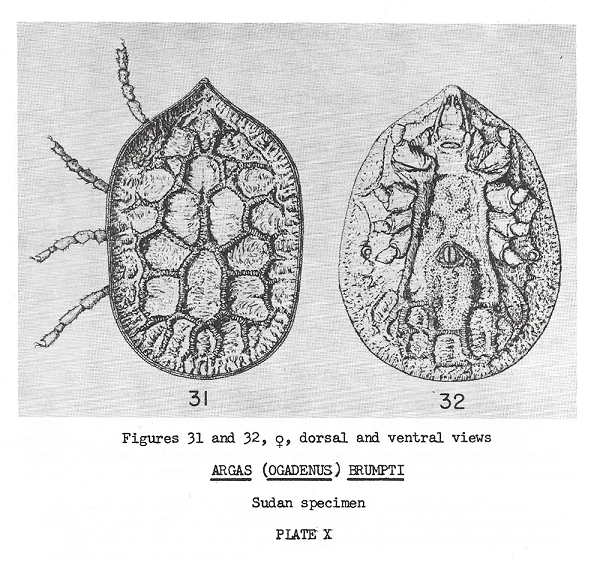 Tiến sĩ Sheppherd cũng tiết lộ thêm một thông tin gây choáng váng: đàn bọ ve là một món quà ông nhận được vào năm 1976. Ông thiết lập cho chúng môi trường sống ổn định ở nhiệt độ 21 độ C và độ ẩm tương đối 81%.