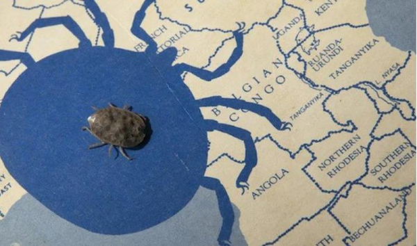 Theo nghiên cứu mới công bố trên tạp chí Medical Entomology, bọ ve Argas brumpti có thể sống tới 27 năm trong phòng thí nghiệm, trong đó có 8 năm không ăn.