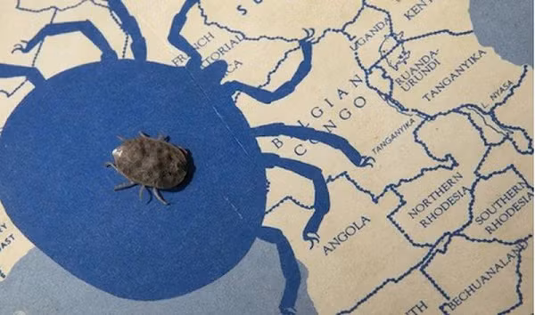 Theo nghiên cứu mới công bố trên tạp chí Medical Entomology, bọ ve Argas brumpti có thể sống tới 27 năm trong phòng thí nghiệm, trong đó có 8 năm không ăn.