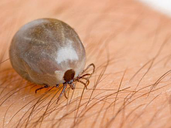 Olm, một loài kỳ giông hang động, có thể sống không cần ăn trong một thập kỷ. Trong khi đó, những con cá sấu to lớn có thể trải qua một năm không thức ăn.