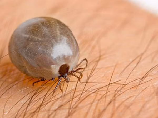 Olm, một loài kỳ giông hang động, có thể sống không cần ăn trong một thập kỷ. Trong khi đó, những con cá sấu to lớn có thể trải qua một năm không thức ăn.