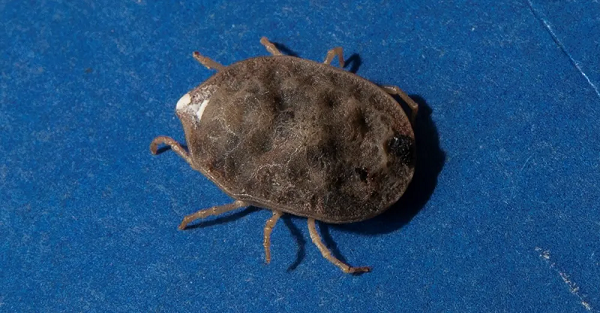 "Tôi luôn đam mê nghiên cứu cách các sinh vật thích nghi với môi trường. Trong trường hợp này là một môi trường khô hạn, gần như không được tiếp cận nguồn nước trong thời gian dài và chúng phải vượt qua những giai đoạn dài không có thức ăn trước khi gặp được vật chủ", Shepherd cho biết. 