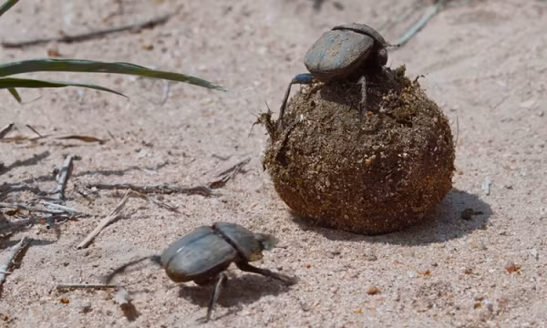 Một trong các con ve cái còn gây sốc khi đã đẻ trứng 4 năm sau cái chết của con ve đực cuối cùng trong đàn. Cơ thể những con cái này đã lưu trữ tinh trùng của con đực trong cơ thể dài hơn nhiều so với mức có thể tưởng tượng được ở sinh vật.