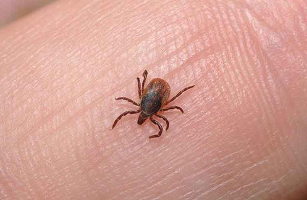 Bọ ve cái có vẻ cũng sống lâu hơn bọ ve đực rất nhiều vì sau thử thách 8 năm nhịn đói, bắt đầu từ năm 1984, con ve đực cuối cùng của đàn đã chết.