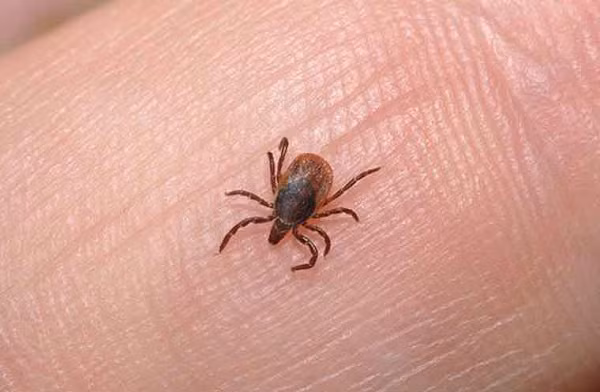 Bọ ve cái có vẻ cũng sống lâu hơn bọ ve đực rất nhiều vì sau thử thách 8 năm nhịn đói, bắt đầu từ năm 1984, con ve đực cuối cùng của đàn đã chết.