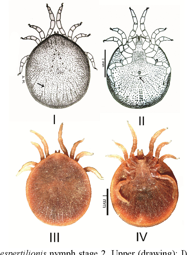 Những con cái sống thêm 4 năm nữa, sau đó Shepherd bắt đầu cho chúng ăn trở lại. Một trong những con cái ban đầu lại sinh sản. Nó đẻ trứng dù con đực cuối cùng đã chết 4 năm trước.