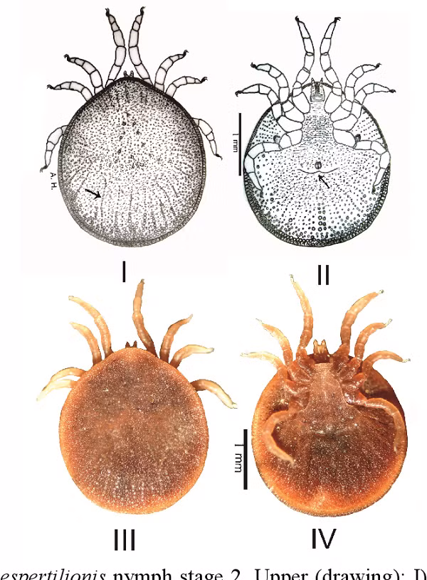 Những con cái sống thêm 4 năm nữa, sau đó Shepherd bắt đầu cho chúng ăn trở lại. Một trong những con cái ban đầu lại sinh sản. Nó đẻ trứng dù con đực cuối cùng đã chết 4 năm trước.