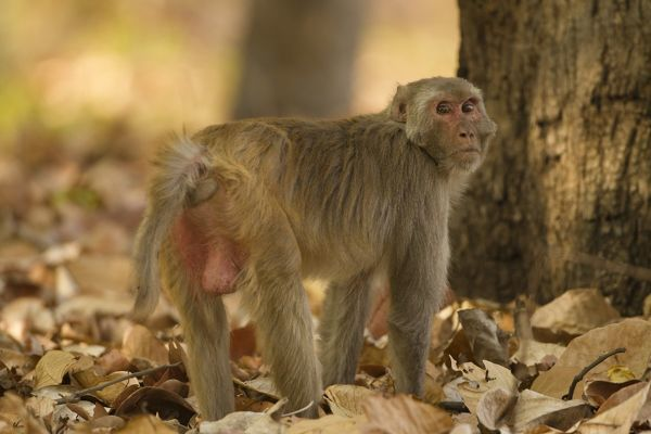 Khỉ vàng sống trong điều kiện dao động rất lớn của nhiệt độ môi trường, lượng mưa cũng như độ cao. Từ vùng rất lạnh tới vùng nóng gần 500 C, từ nơi rất khô gần sa mạc tới nơi có lượng mưa hàng năm 10.000 mm.