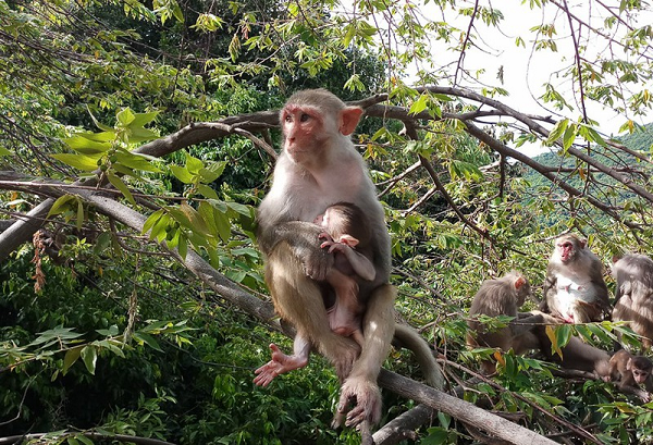 Khỉ vàng có tên khoa học là Macaca mulatta, toàn thân nó có màu nâu vàng. Con trưởng thành mặt có màu đỏ. Lông trên đỉnh đầu rất ngắn. Phía sau thân màu nâu nhạt hơn phía trước.