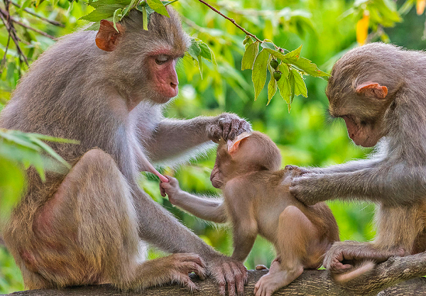 Nhận thấy tình trạng sức khỏe của cá thể khỉ vàng ổn định nên Hạt Kiểm lâm Hòa Vang đã tiến hành tái thả về môi trường tự nhiên tại Tiểu khu 20, xã Hòa Bắc thuộc Khu Bảo tồn thiên nhiên Bà Nà - Núi Chúa.