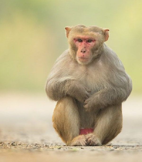 Khỉ vàng được sử dụng trong sản xuất vacxin chống bệnh bại liệt trẻ em, làm vật mẫu, đối tượng nghiên cứu khoa học.