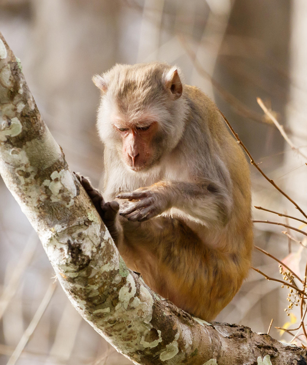 Khỉ vàng đã được đưa vào Sách đỏ Việt Nam 2000 và danh sách các loài cần được bảo vệ của ngành Lâm nghiệp (Phụ lục IIB Nghị định 32/2006/NĐ-CP ngày 22/4/2002 của Chính Phủ).