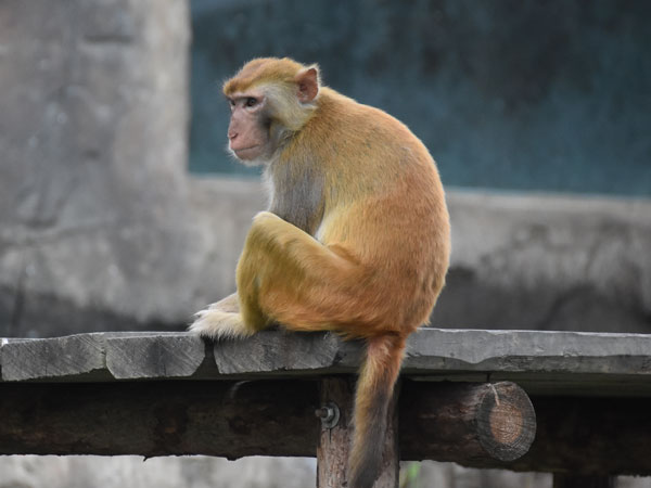 Hiện nay đã được Viện vệ sinh dịch tễ Hà Nội (Bộ Y tế) tổ chức nhân nuôi tại Đảo Rều (Quảng Ninh) với số lượng hàng nghìn con để sản xuất vacxin. Cần có biện pháp bảo vệ tốt trong thiên nhiên để giữ nguồn gen quý.