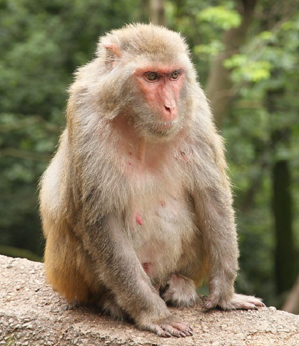 Đuôi khỉ vàng có độ dài trung bình ngắn hơn 3/4 chiều dài đầu và thân, được phủ một lớp lông tốt. Vùng mông ngoài và đùi có màu hung đỏ. Da quanh chai mông tròn, không có lông.