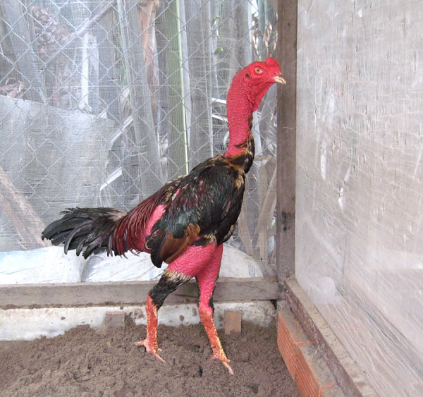 Gà đòn thường được sách vở mô tả là loại gà chân trơn, không cựa, hoặc cựa mọc không dài, cựa vừa lú như hạt bắp. Gà này lớn con được dùng theo thuật đá đòn bịt cựa.