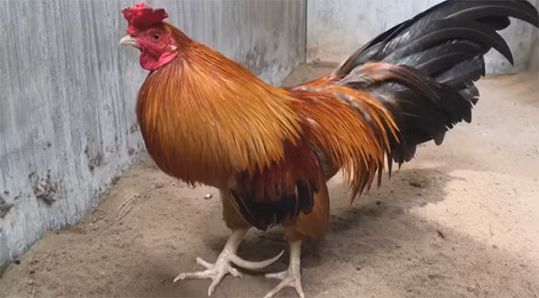 Đuôi gà cựa là loại lông ống nhỏ mềm mại, khó gẫy. Các lông phủ đuôi mọc dài và cong vòng như lông đuôi chim phụng. Gà cựa cân nặng trong khác biệt từ 2,2kg đến 3,2 kg.