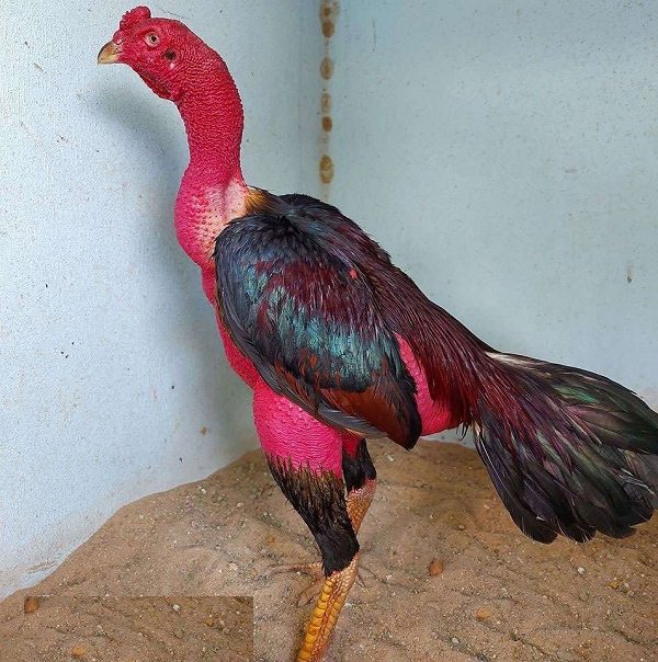 Dù gà chọi Việt Nam không khỏe bằng gà chọi Trung Nguyên nhưng lại có cổ rất dài, khung xương cao và chân thon, gà chọi Việt Nam có nhiều kỹ năng "hiểm" khi chọi như "đá hầu", "cưa đè hai mang", "chạy kiệu"... mà nhiều giống gà chọi khác không có được.