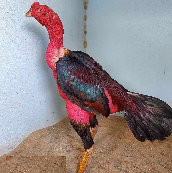 Dù gà chọi Việt Nam không khỏe bằng gà chọi Trung Nguyên nhưng lại có cổ rất dài, khung xương cao và chân thon, gà chọi Việt Nam có nhiều kỹ năng "hiểm" khi chọi như "đá hầu", "cưa đè hai mang", "chạy kiệu"... mà nhiều giống gà chọi khác không có được.