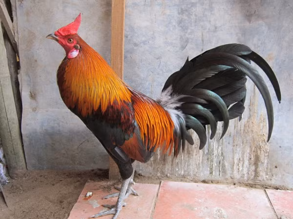 Gà cựa là lọai gà nhỏ và nhẹ hơn với bộ lông phát triển đầy đủ và có cựa bén nhọn và dài. Gà cựa phát xuất từ miền Nam và được đa số người miền Nam yêu chuộng đá gà theo lối gà cựa.