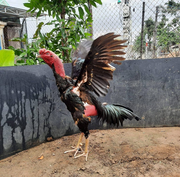 Danh từ “gà đòn” phát xuất từ miền Trung đựơc dùng để gọi riêng loại gà đá đòn bằng quản và bàn chân. Ngày nay danh từ gà đòn đã được công chúng dùng một cách rộng rãi để gọi chung các loại gà nòi đấu ở trường gà đòn trong đó có những loại gà miền Nam có cựa dài và biết sử dụng cựa.