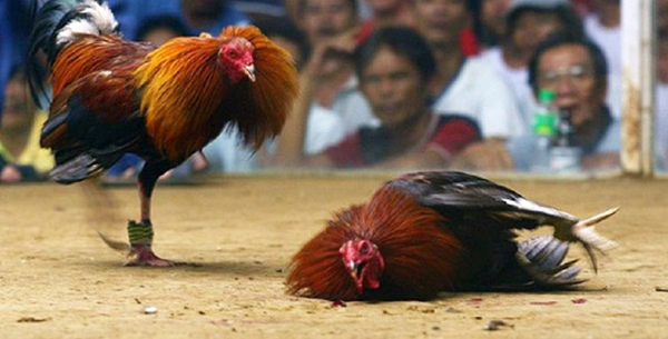 Gà cựa mọc cựa rất nhanh, hình thể cựa gà rất bén nhọn và dài. Nó có lông phủ kín tòan thân. Lông cổ mọc dài thành bờm và lông mã mọc dài phủ xuống hai bên hông trông rất đẹp.