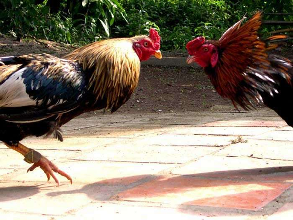 Gà cựa có khuôn mặt rất “bảnh gà” và da mặt mỏng hơn. Mắt của giống gà này nhỏ và tròn, mí mắt mỏng. Cổ gà cựa ngắn và nhỏ hơn nhiều so với gà nòi.