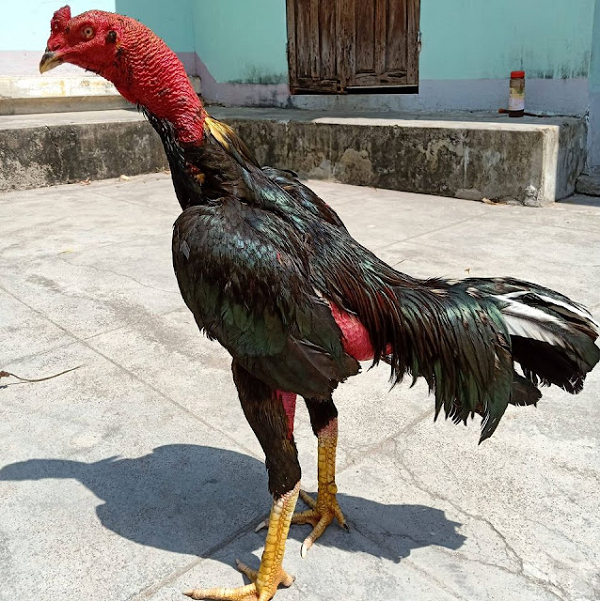 Lối đá của gà đòn khác hẳn gà cựa. Gà đòn dùng quản và bàn chân để quất. Gà cựa thì dùng cựa để đâm. Cựa của gà đòn có gốc to và mọc rất chậm so với gà cựa. Gà đòn chín tháng tuổi thì cựa cũng chỉ bằng hạt bắp.