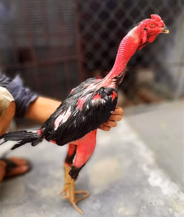 Theo một số trang tin nông nghiệp của nước ta, gà chọi Việt Nam thường được phân làm hai loại chính là gà đòn và gà cựa. Gà đòn là loại gà cổ trụi, chân cao, cốt lớn dùng để đá chân trơn hoặc bịt cựa. Gà đòn được chia ra hai loại rõ rệt. Đó là loại gà mã lại (còn gọi mã mái) và gà mã chỉ.