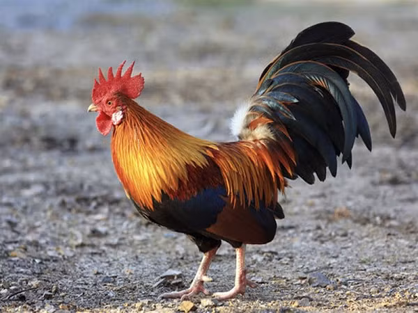 Các tay nuôi gà nòi Việt Nam thường chuyên biệt về một lọai gà đòn hay cựa chứ không chuyên cả hai loại.