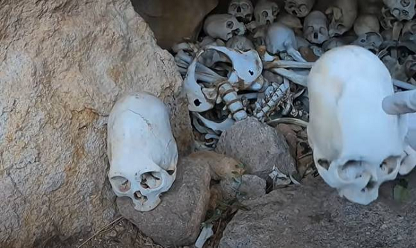 Tuy nhiên bảo tàng không thể xác thực về mảnh cấy ghép này và nó cần kiểm tra kỹ thêm. Còn giáo sư nhân chủng học John Verano từ Đại học Tulane ở Lousiana cho rằng mảnh cấy ghép kim loại này có thể là... đồ giả thời hiện đại.