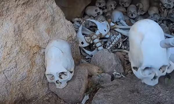 Tuy nhiên bảo tàng không thể xác thực về mảnh cấy ghép này và nó cần kiểm tra kỹ thêm. Còn giáo sư nhân chủng học John Verano từ Đại học Tulane ở Lousiana cho rằng mảnh cấy ghép kim loại này có thể là... đồ giả thời hiện đại.