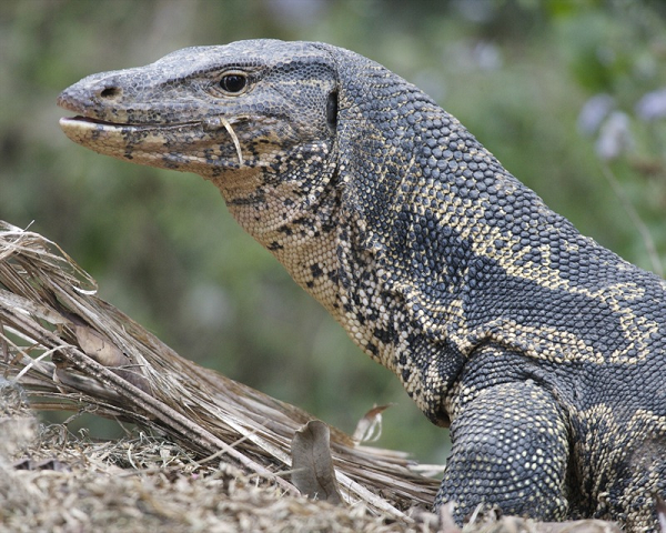 Sau khi nhận được tin báo, Đội Kiểm lâm cơ động và Phòng cháy chữa cháy rừng (Chi cục Kiểm lâm tỉnh) phối hợp với Phòng Cảnh sát phòng, chống tội phạm về môi trường (Công an tỉnh) vừa tiếp nhận 5 cá thể kỳ đà hoa, tổng trọng lượng 30,5 kg.