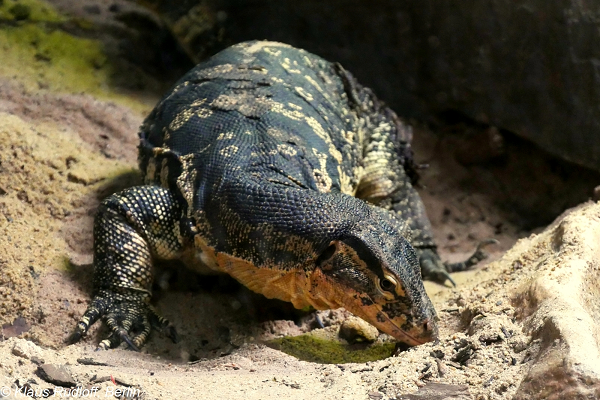 Kỳ đà hoa sinh trưởng và phát triển mạnh mẽ, đặc biệt là sau mỗi lần lột xác vào khoảng tháng 8 đến tháng 10 hằng năm. Sau khoảng 18 tháng, chúng sẽ đạt đến độ trưởng thành đủ để bước vào giai đoạn sinh sản mỗi năm một lứa, mỗi lứa để khoảng 15 đến 20 trứng nhưng chỉ có chưa đến 50% số trứng đó có khả năng nở thành con.