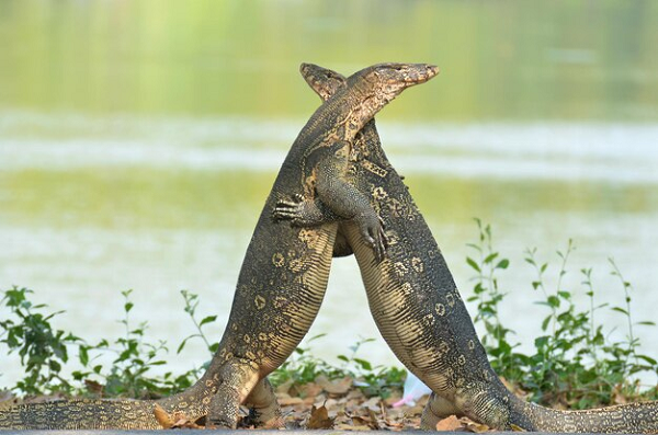 Kỳ đà hoa thường bắt mồi vào ban ngày, sục sạo trong các bờ sông suối, những môi trường nước cạn và trong các bụi rậm. Chúng bắt mồi bằng cách rình mồi và vồ mồi, đôi khi nó dùng lưỡi đầu chẻ đôi để đánh hơi theo dấu vết của con mồi, nếu mồi quá to kì đà thường dùng răng và chi trước để xé mồi.