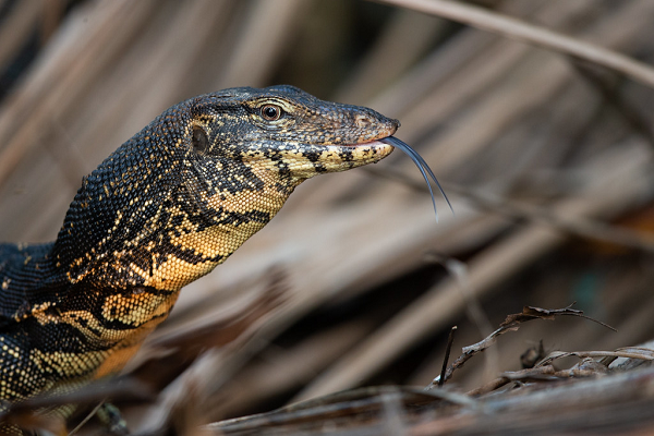 Dù có ngoại hình nặng nề nhưng khi rượt đuổi con mồi, kỳ đà hoa chạy rất nhanh. Tuy có thể bơi lội nhưng kỳ đà chỉ săn mồi dọc theo bờ bụi sông suối. Khi quá đói mà thiếu mồi chúng cũng mon men mò đến các chuồng gà vịt trong vườn nhà để bắt trộm.