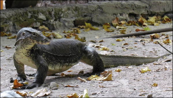 Kỳ đà hoa là loài bò sát ăn thịt. Chúng ăn cua, ếch, nhái, cá là những con mồi ưa thích. Ngoài ra chúng còn ăn cả trứng, chim non, thú nhỏ, thằn lằn, côn trùng cỡ lớn. Cá thể non ăn côn trùng.