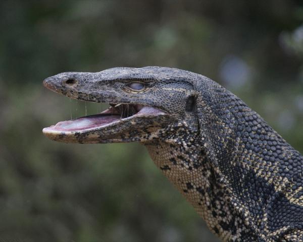 Kỳ đà hoa (Varanus salvator) có cơ thể được che phủ bởi lớp vảy màu xám nâu. Trên cơ thể có nhiều đốm nhỏ li ti xếp thành các sọc chạy ngang qua cơ thể. Lỗ mũi gần với chóp mũi hơn mắt.