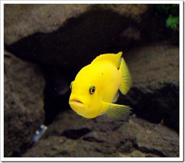 Đường ống này có nhiều sợi lông nhỏ li ti như bên trong lỗ tai của chúng ta có chức năng cảm nhận sự thay đổi của dòng nước. Đường bên hiện rõ nhờ bó mao mạch nối ra đến vảy, thông thường mỗi vảy một bó.