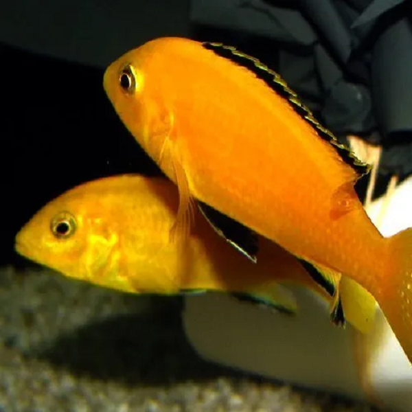 Với cichlid, đường bên bắt đầu ngay phía sau đầu chạy qua phần trên cơ thể cá và kết thúc ở khoảng 2 phần 3 chiều dài thân; ở ngay phía dưới và cách điểm kết thúc một đoạn, đường bên tiếp tục kéo dài cho đến đuôi. Đường bên như vậy gọi là đứt khúc.